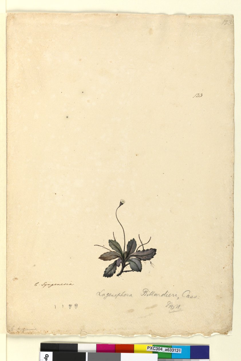 Page 123. Lagenophora billardieriLagenophora gracilis - John William Lewin
