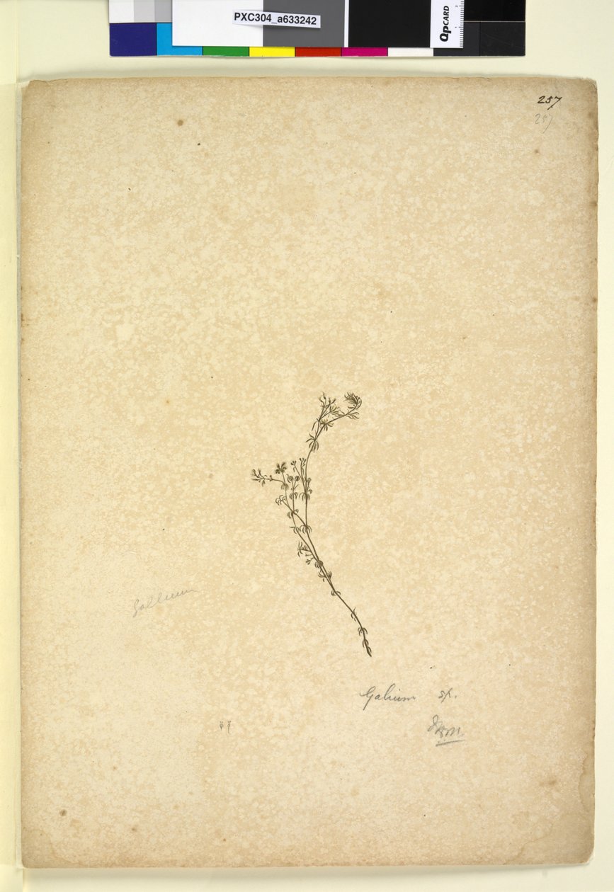 Page 257. Galium sp. - John William Lewin