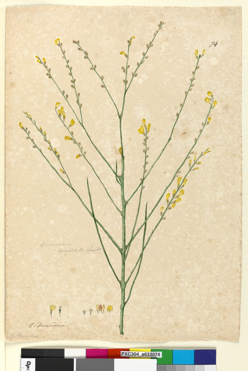 Page 74. Viminaria denudata - John William Lewin