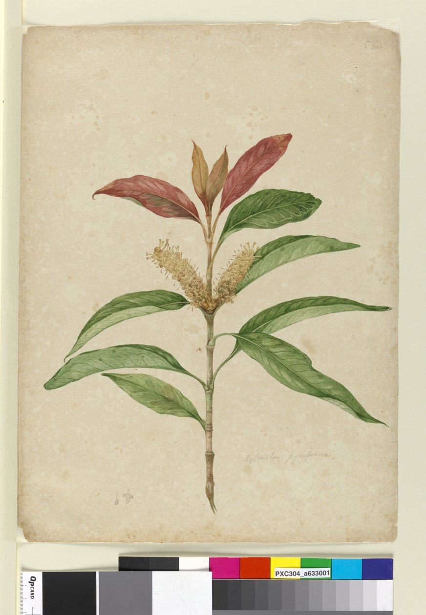 Xylomelum pyriforme, c.1803-06 - John William Lewin