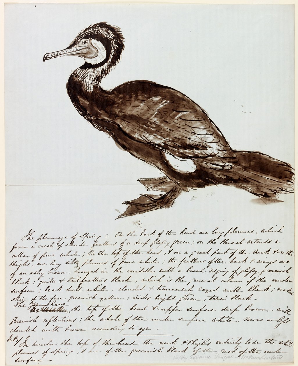 Cormoran - John Wilson Carmichael