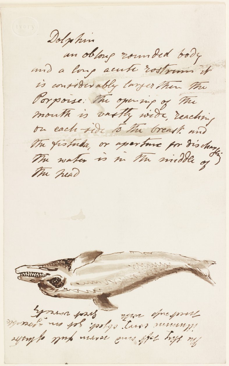 Dauphin - John Wilson Carmichael