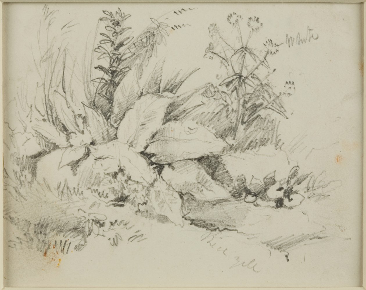 Étude de la nature - John Wilson Carmichael