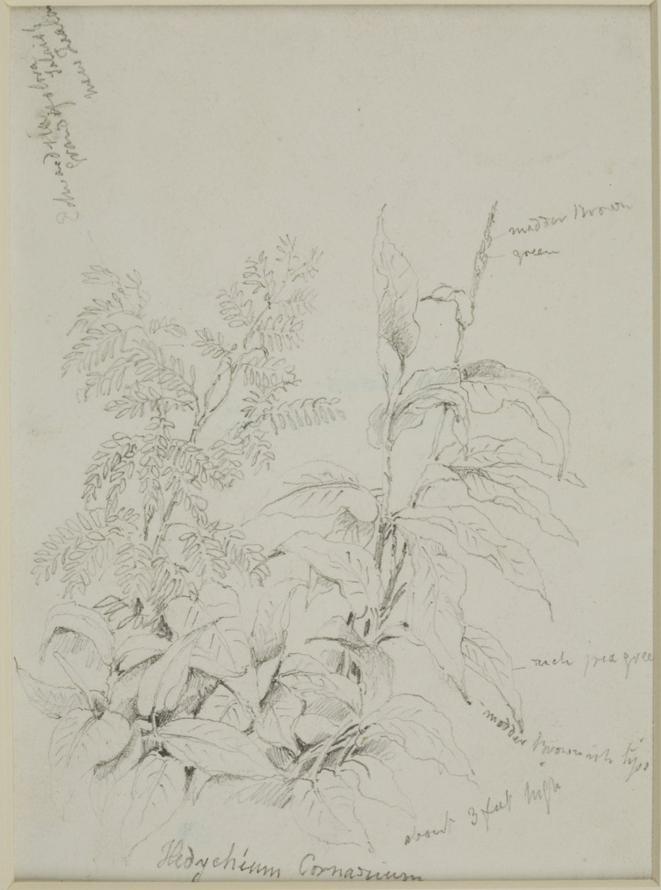 Étude de la nature - John Wilson Carmichael