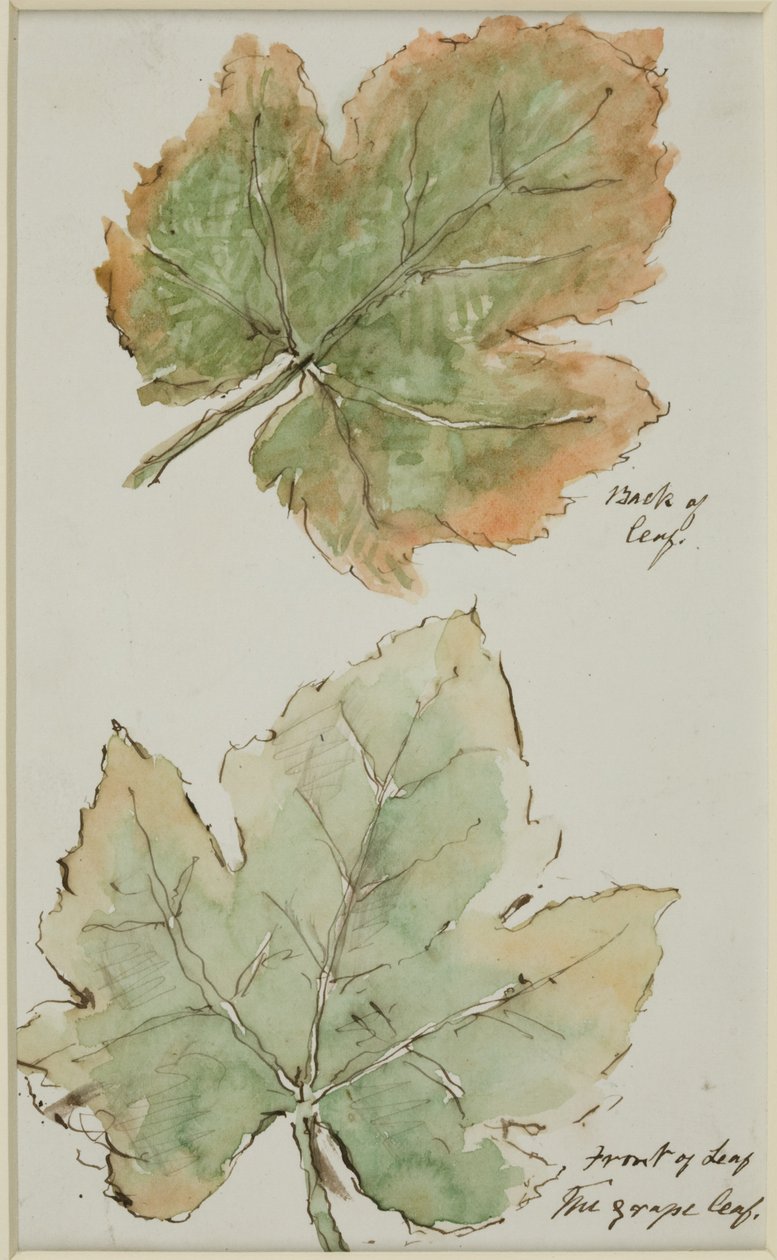 La feuille de vigne - John Wilson Carmichael