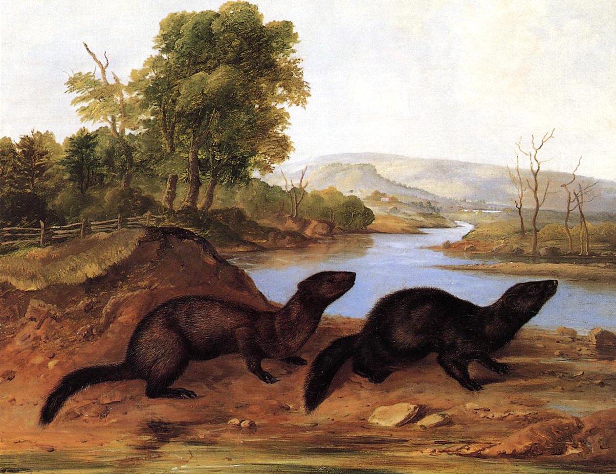 Visons, c.1848 - John Woodhouse Audubon