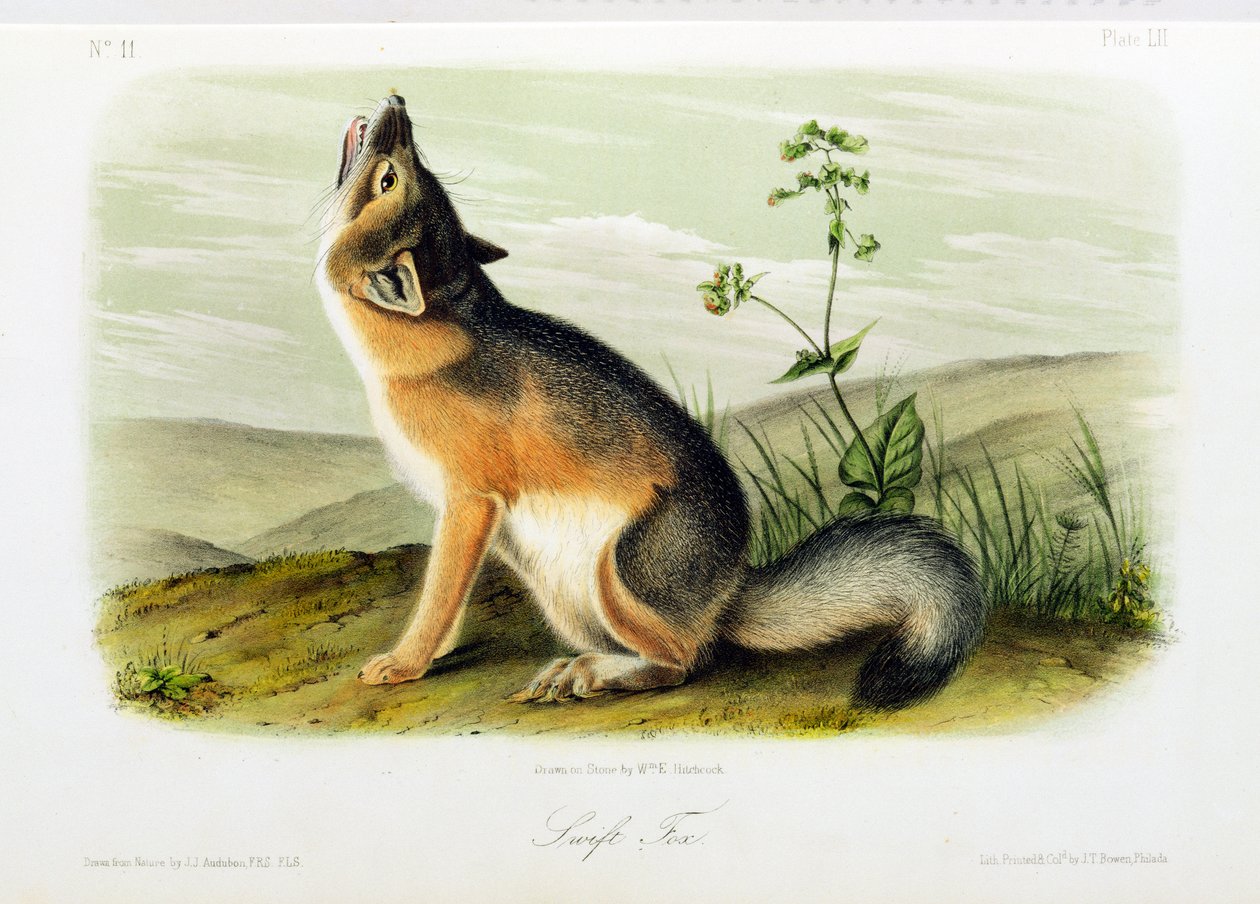 Renard véloce, planche 52 de 