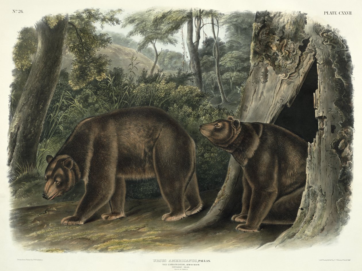 Ursus Americanus, var. Cinnamonum (Ours cannelle), planche 127 de 