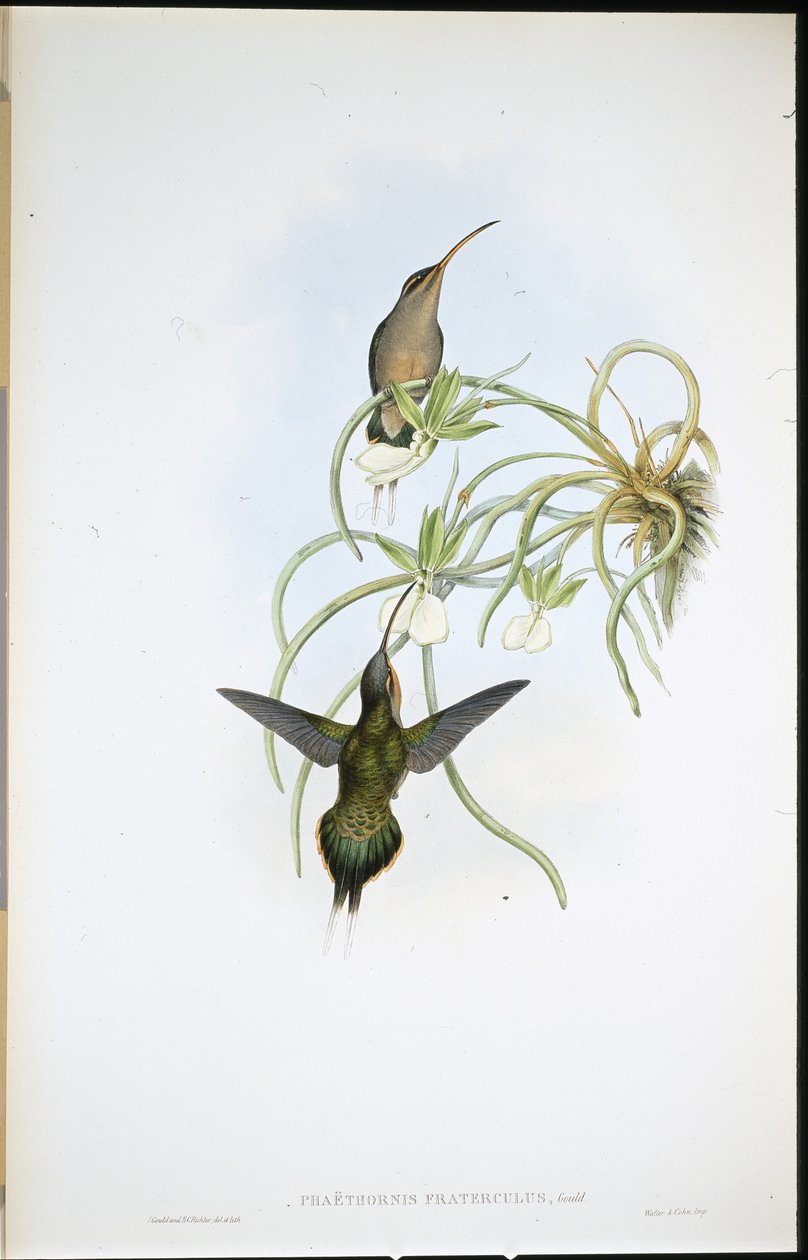 Ermite allié - John (after) Gould