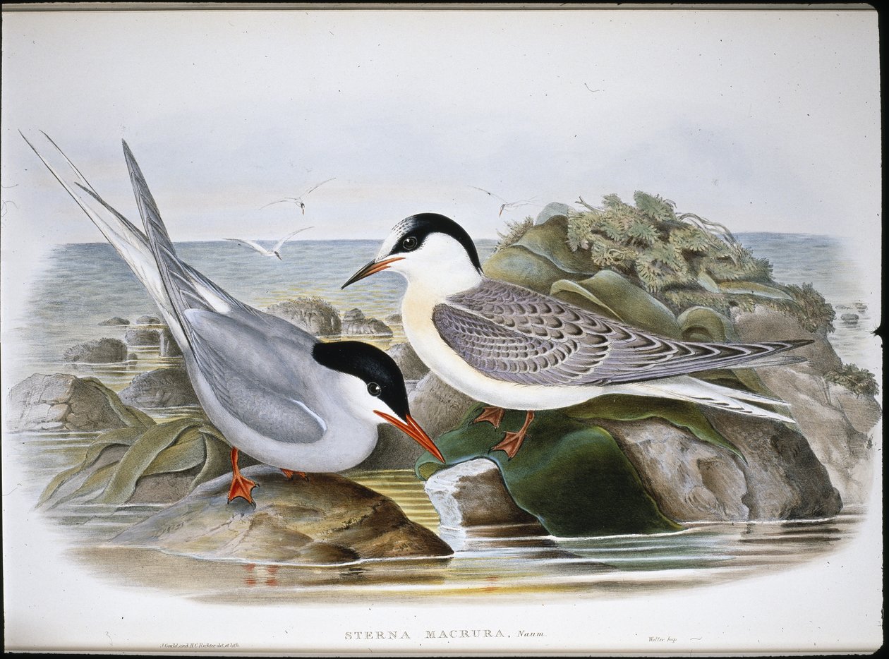 Sterne arctique (Sterna Macrura) - John (after) Gould