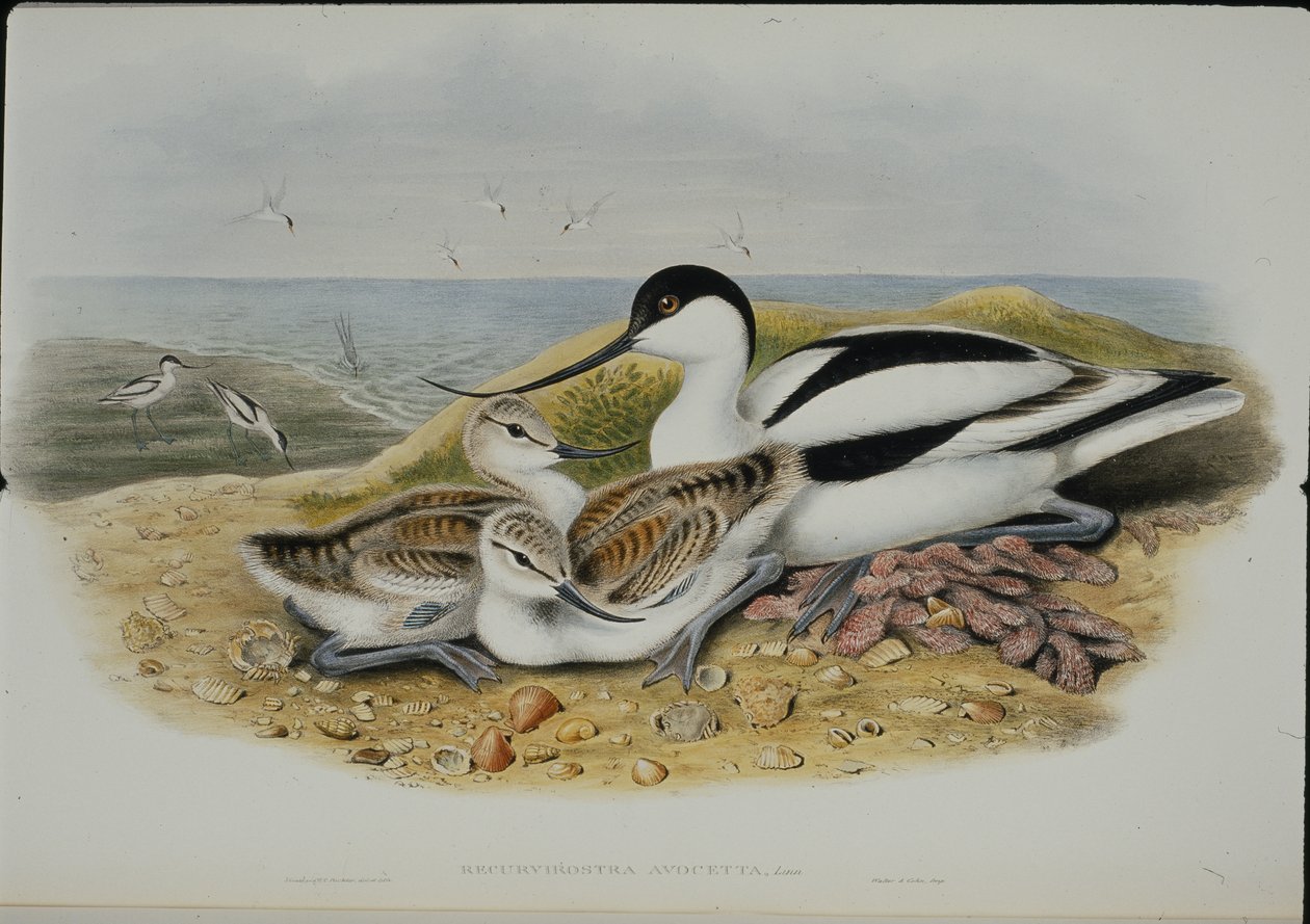 Avocette (Recurvirostra Avocetta) - John (after) Gould