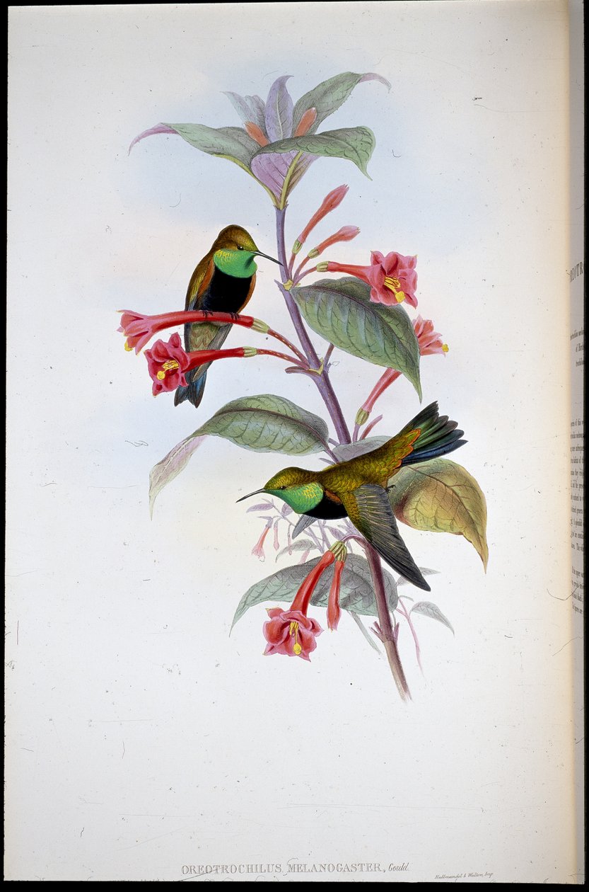 Étoile de colline à poitrine noire - John (after) Gould