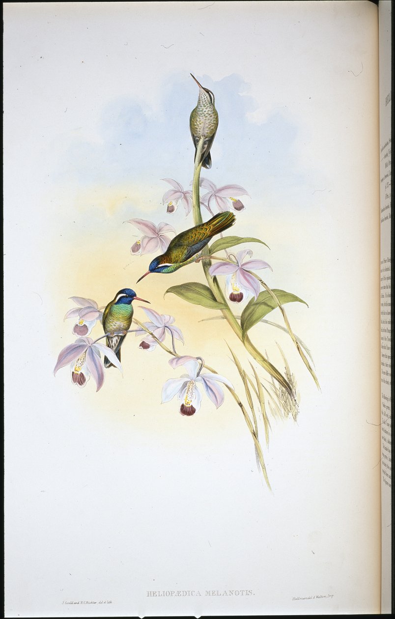 Colibri à oreilles noires - John (after) Gould