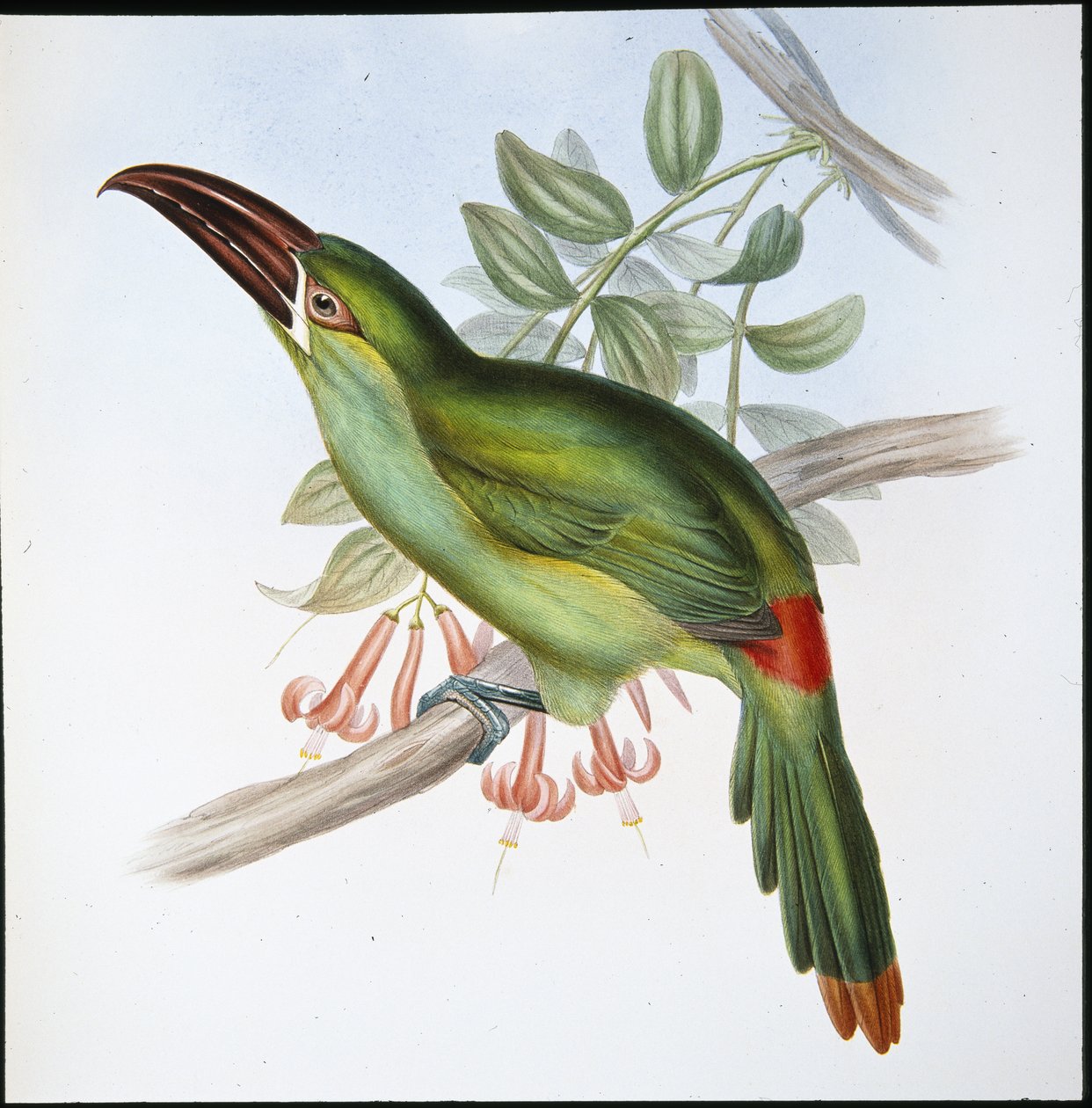Toucan à bec rainuré à croupion rouge - John (after) Gould