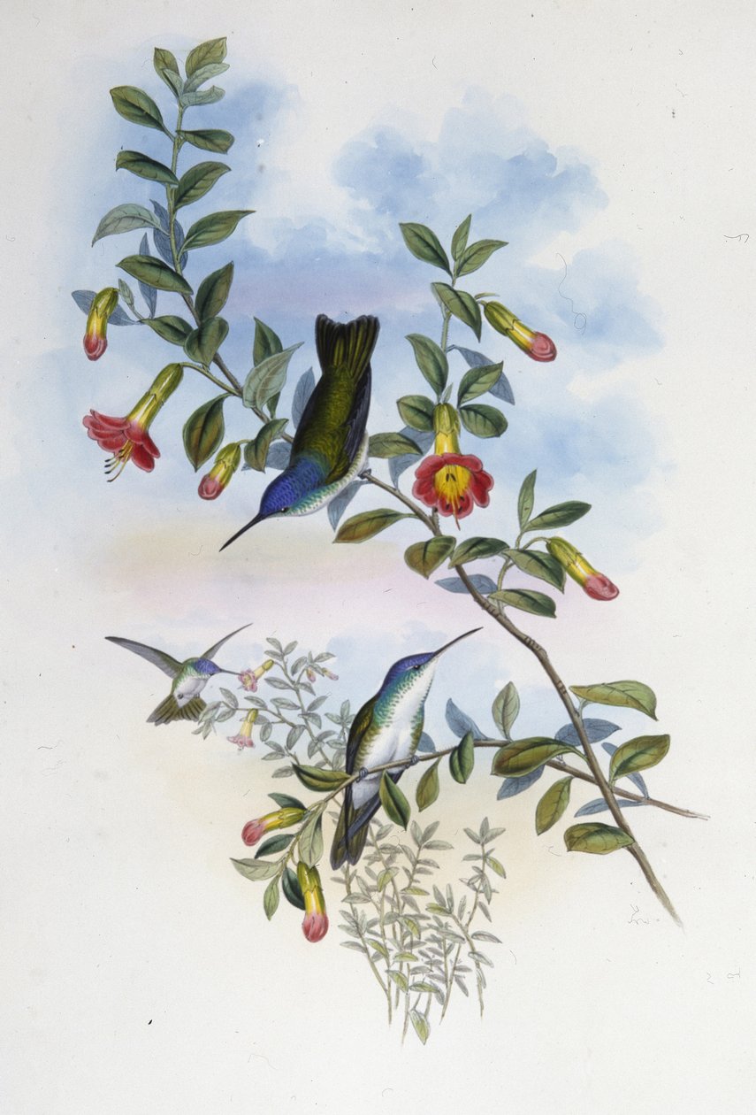 Couronne azur à cou bleu - John (after) Gould