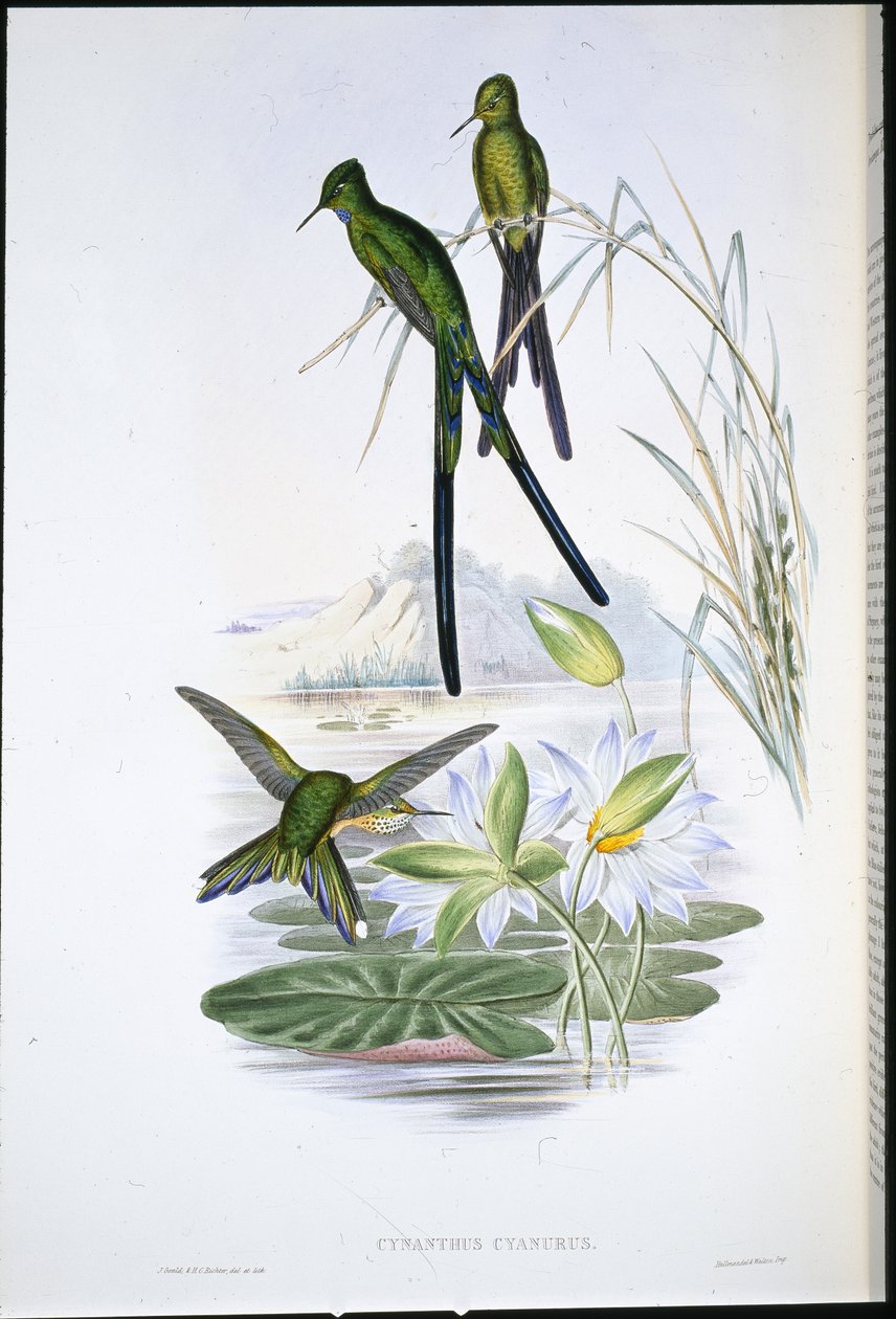 Sylphe à queue bleue (Cynanthus Cyanurus) - John (after) Gould