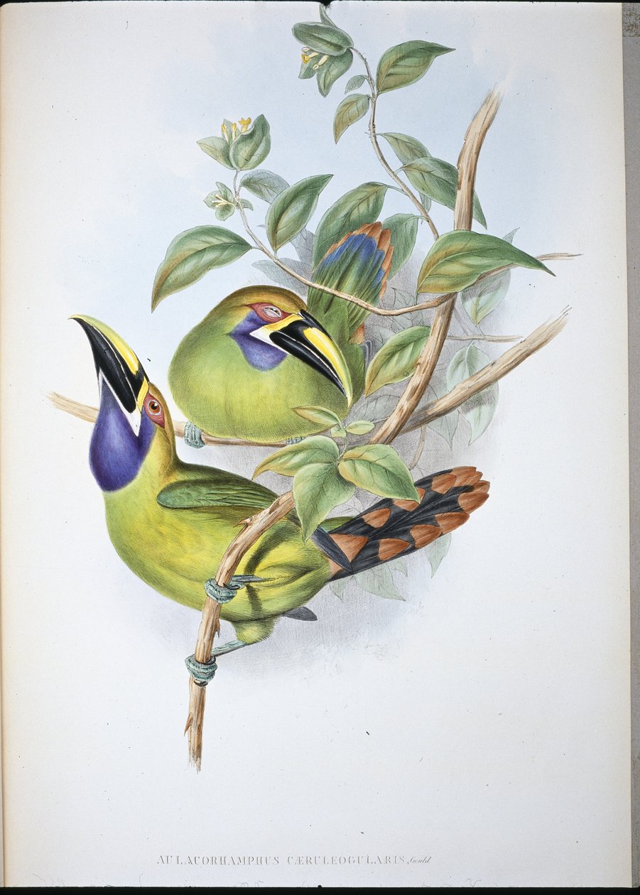 Toucan à bec rainuré à gorge bleue - John (after) Gould