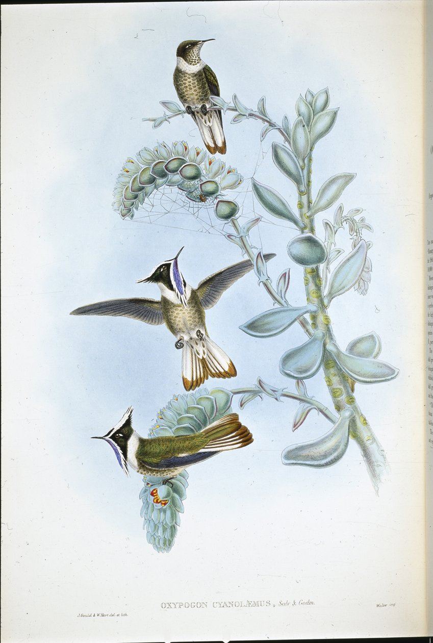 Hlemte à gorge bleue - John (after) Gould