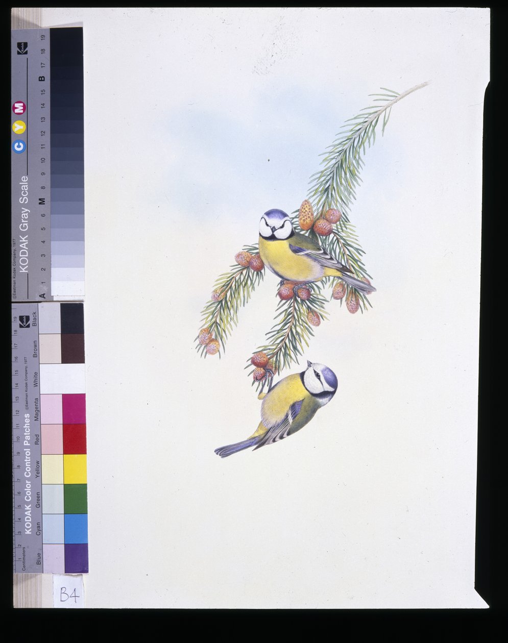 Mésange bleue (Parus Caeruleus) - John (after) Gould