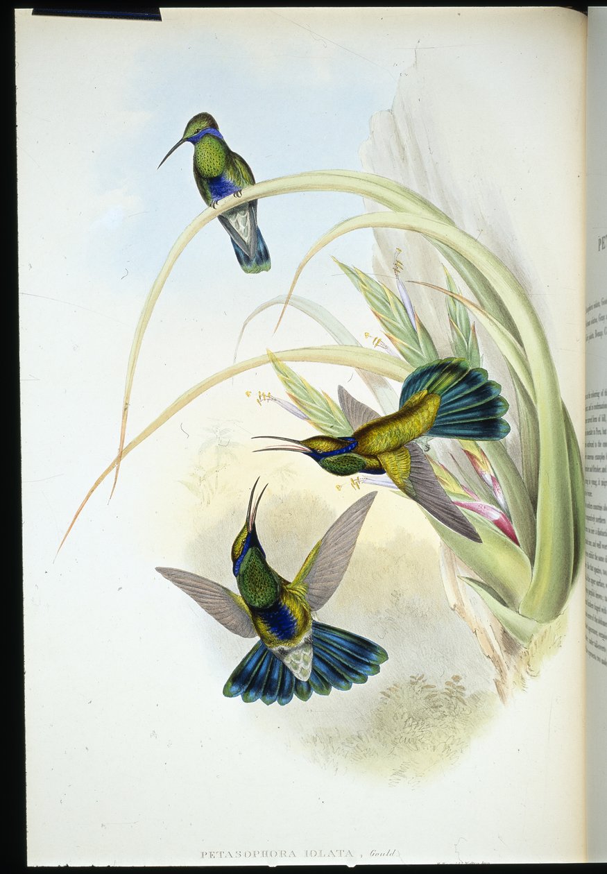 Oreillard violet de Bolivie - John (after) Gould