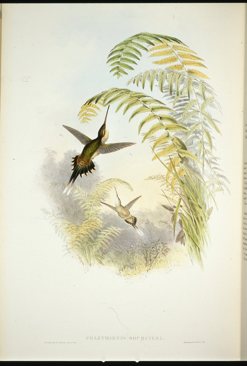 Ermite de Bourcier - John (after) Gould