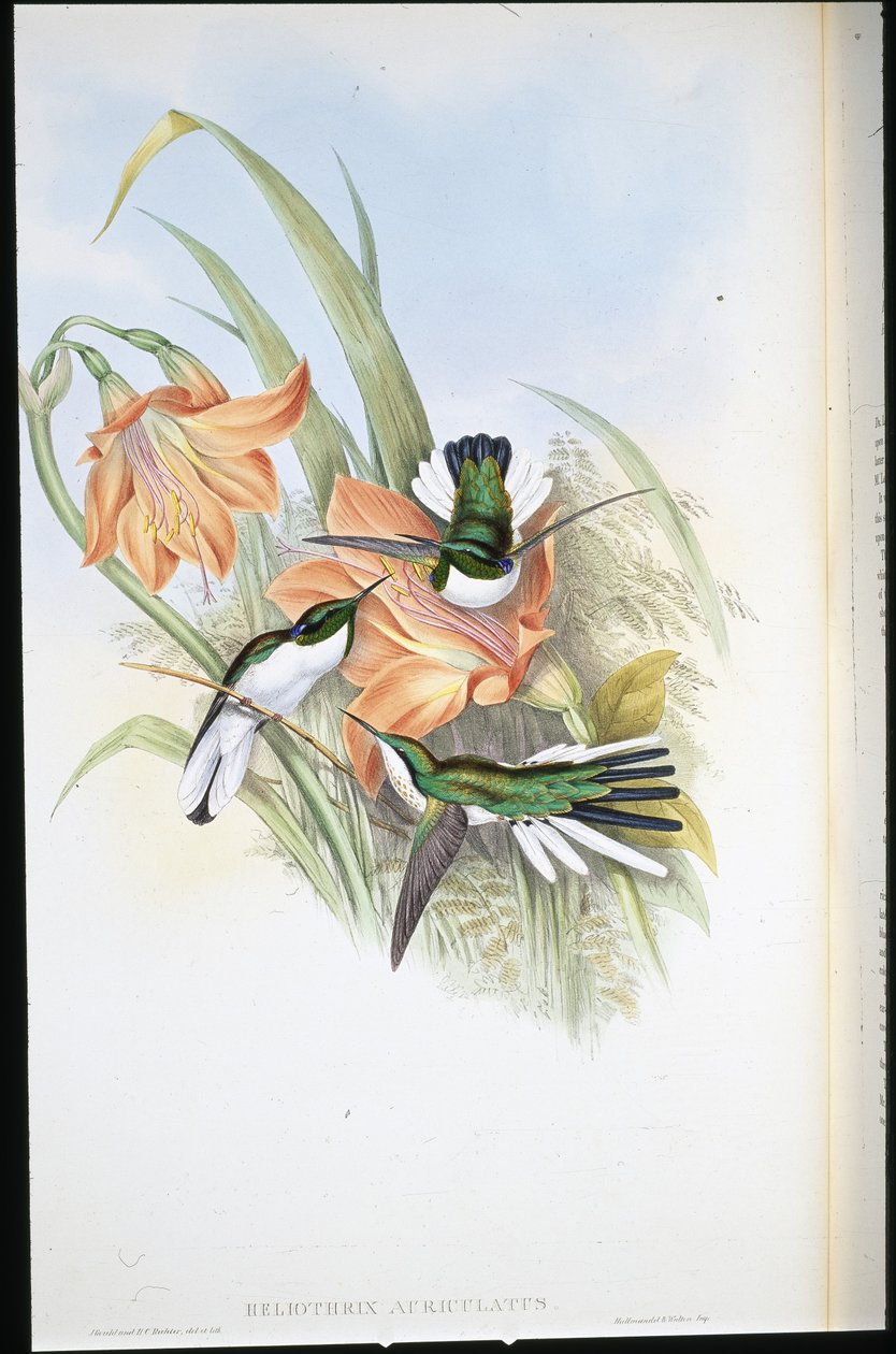 Fée brésilienne (Heliothrix Auriculatus) - John (after) Gould