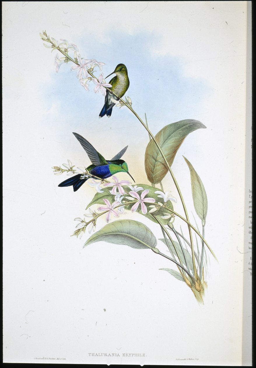 Panoplites brésilien (Thalurania Eryphile) - John (after) Gould