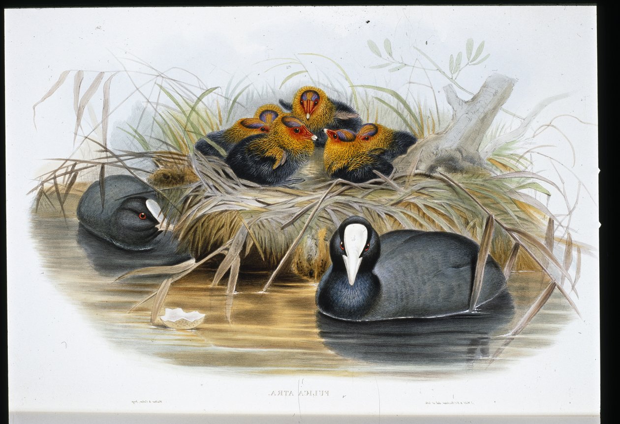 Foulque macroule (Fulica Atra) - John (after) Gould