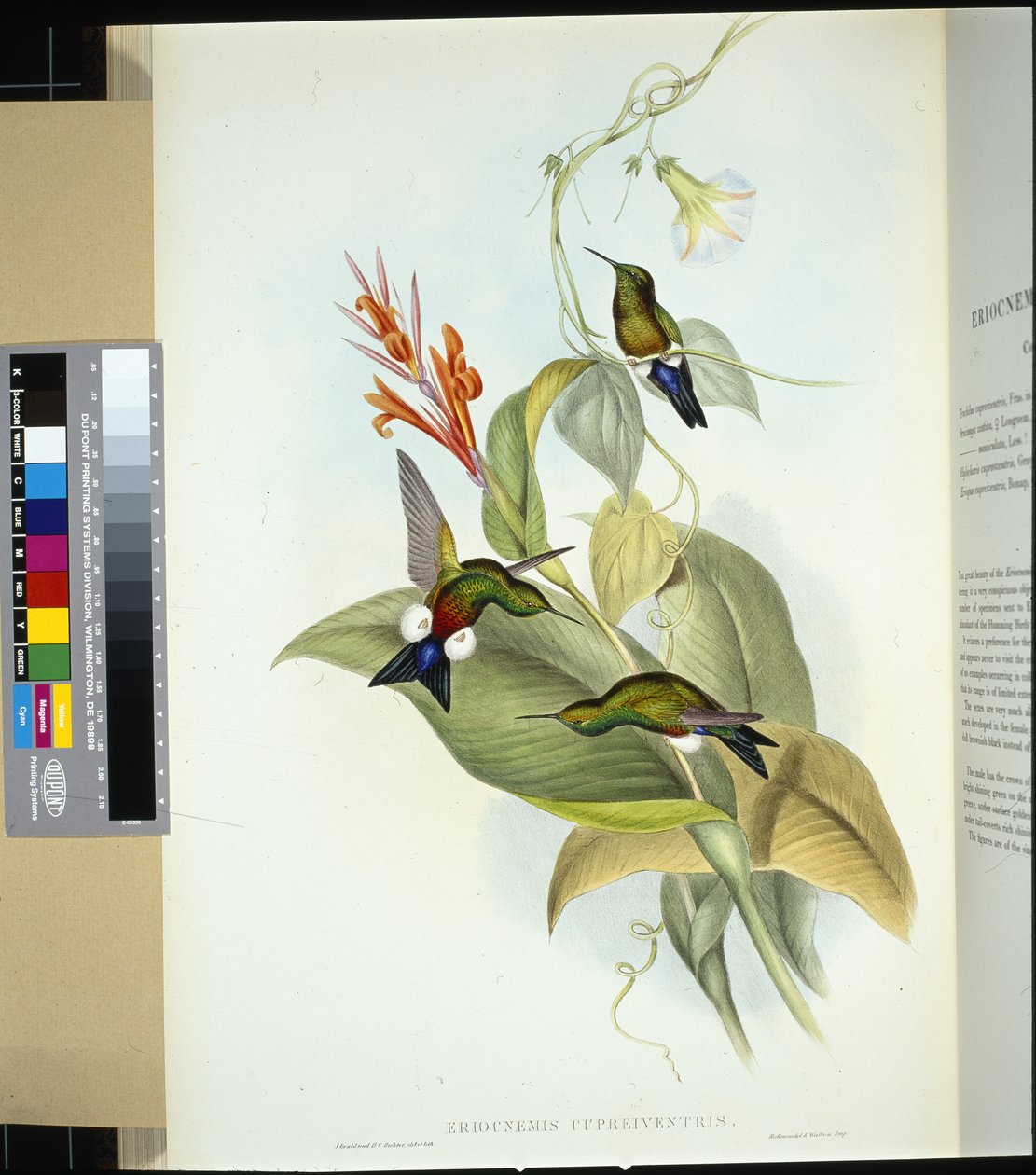 Puffleg à ventre cuivré - John (after) Gould
