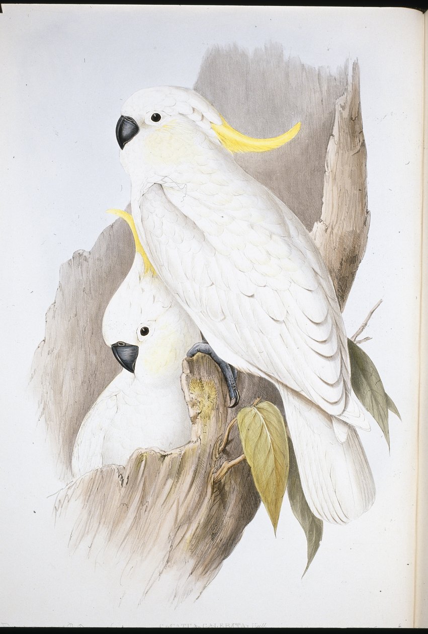 Cacatoès à huppe jaune (Cacatua Galerita) - John (after) Gould
