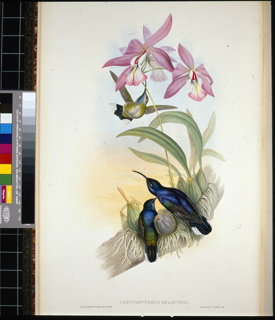 Sabre-ailes de De-Lattre - John (after) Gould