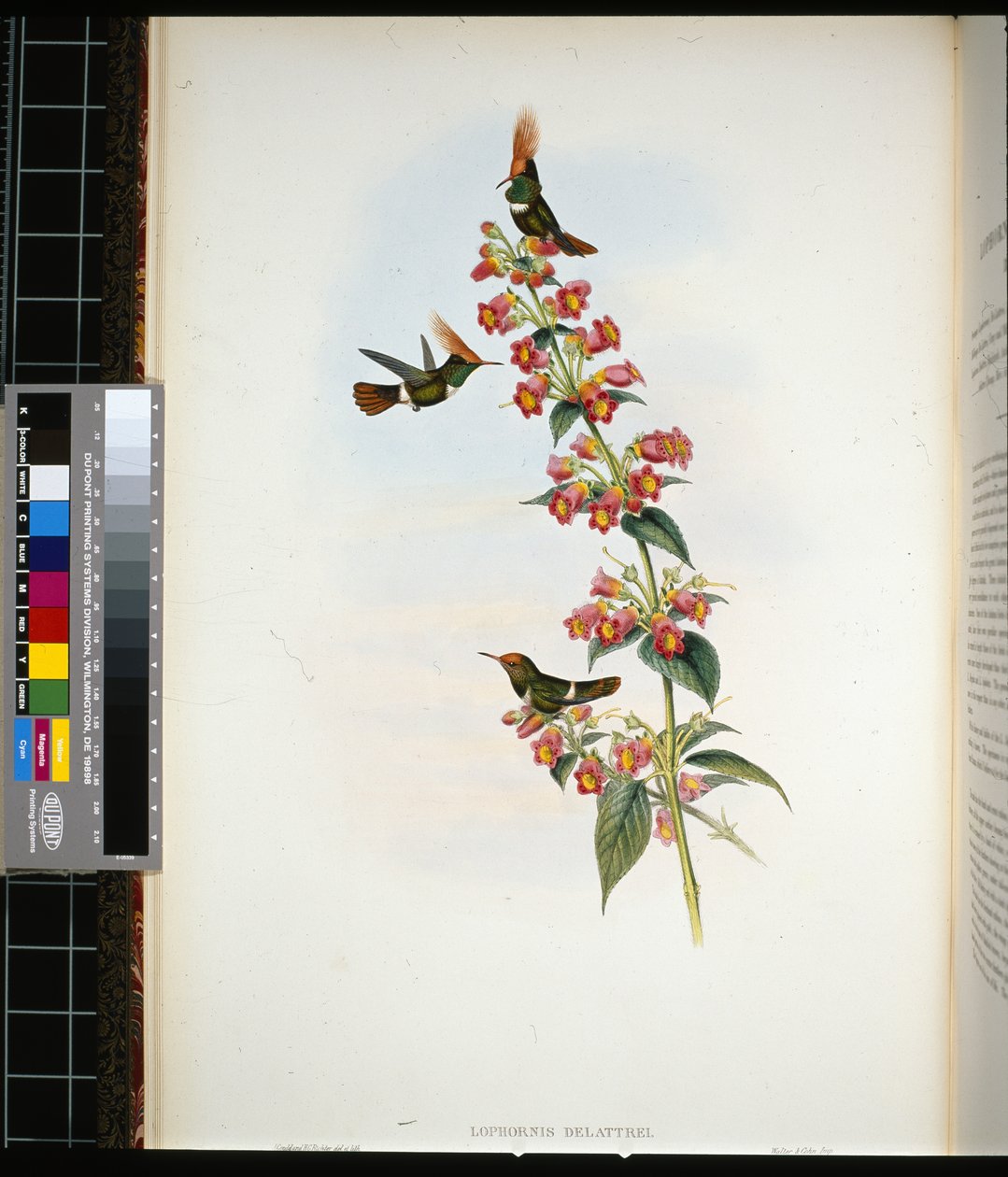 Coquette de Delattre (lophornis Delattrei) - John (after) Gould