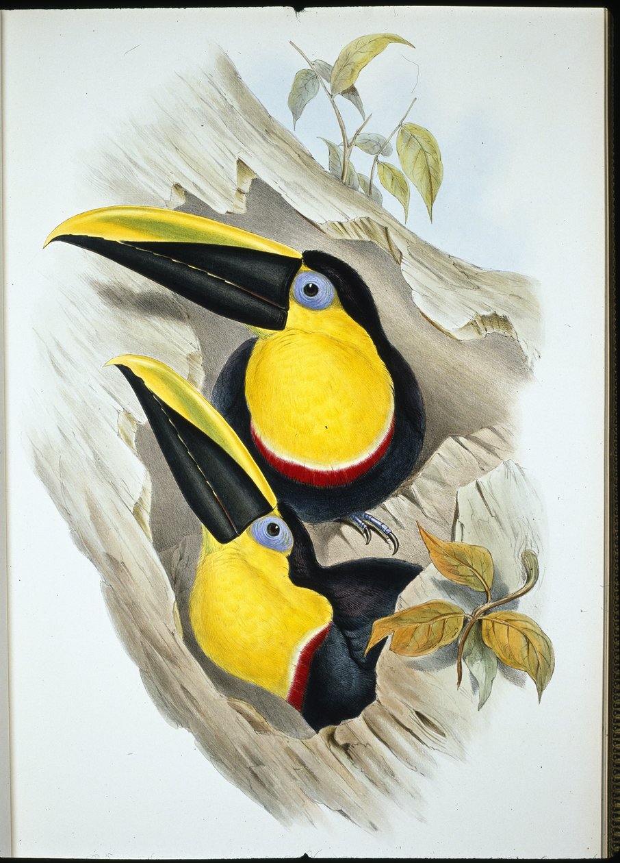 Toucan douteux - John (after) Gould
