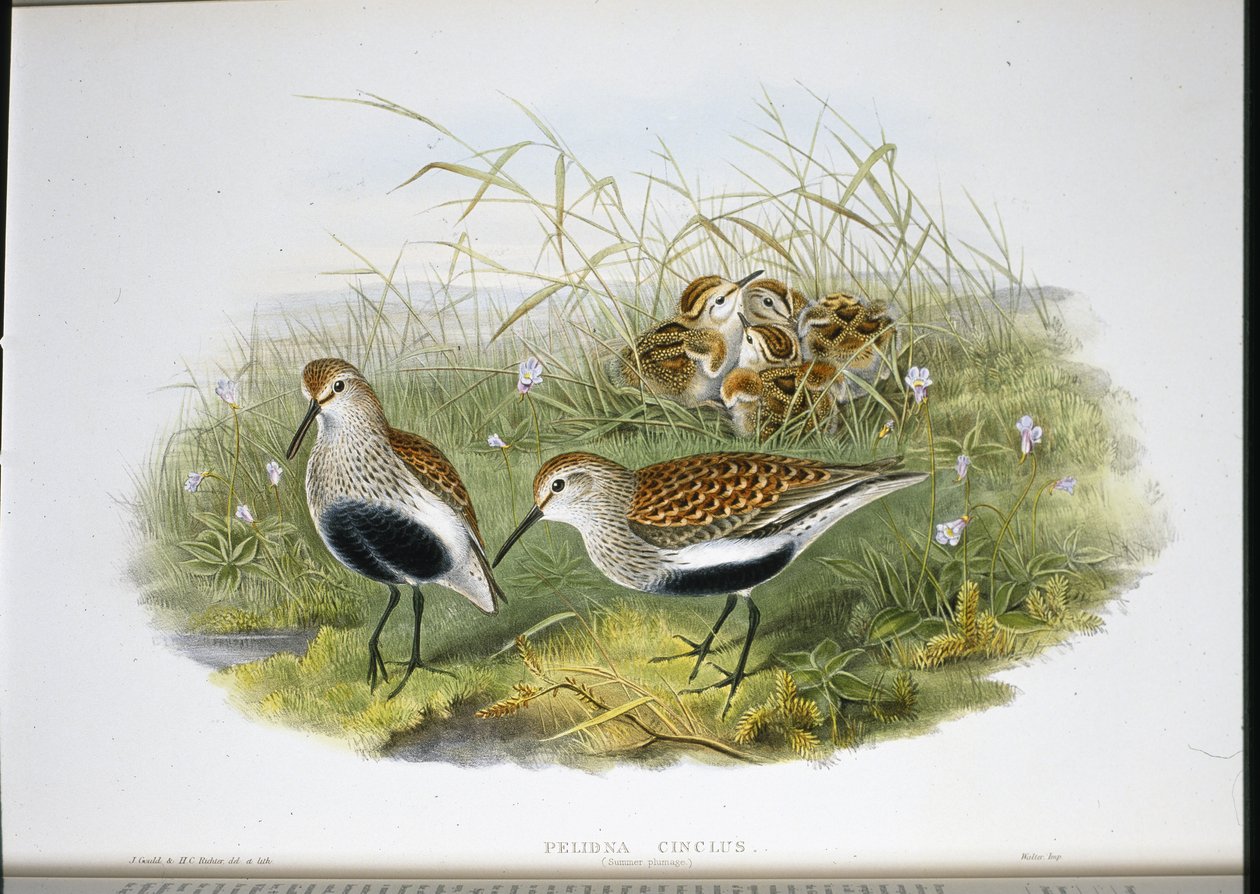 Bécasseau variable (Pelidna Cinclus) - John (after) Gould
