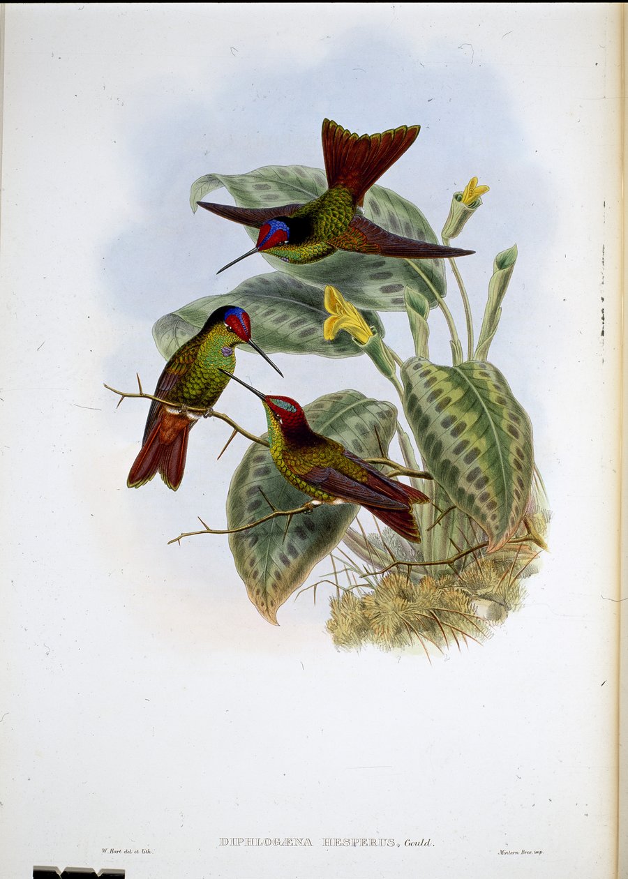 Arc-en-ciel équatorien - John (after) Gould