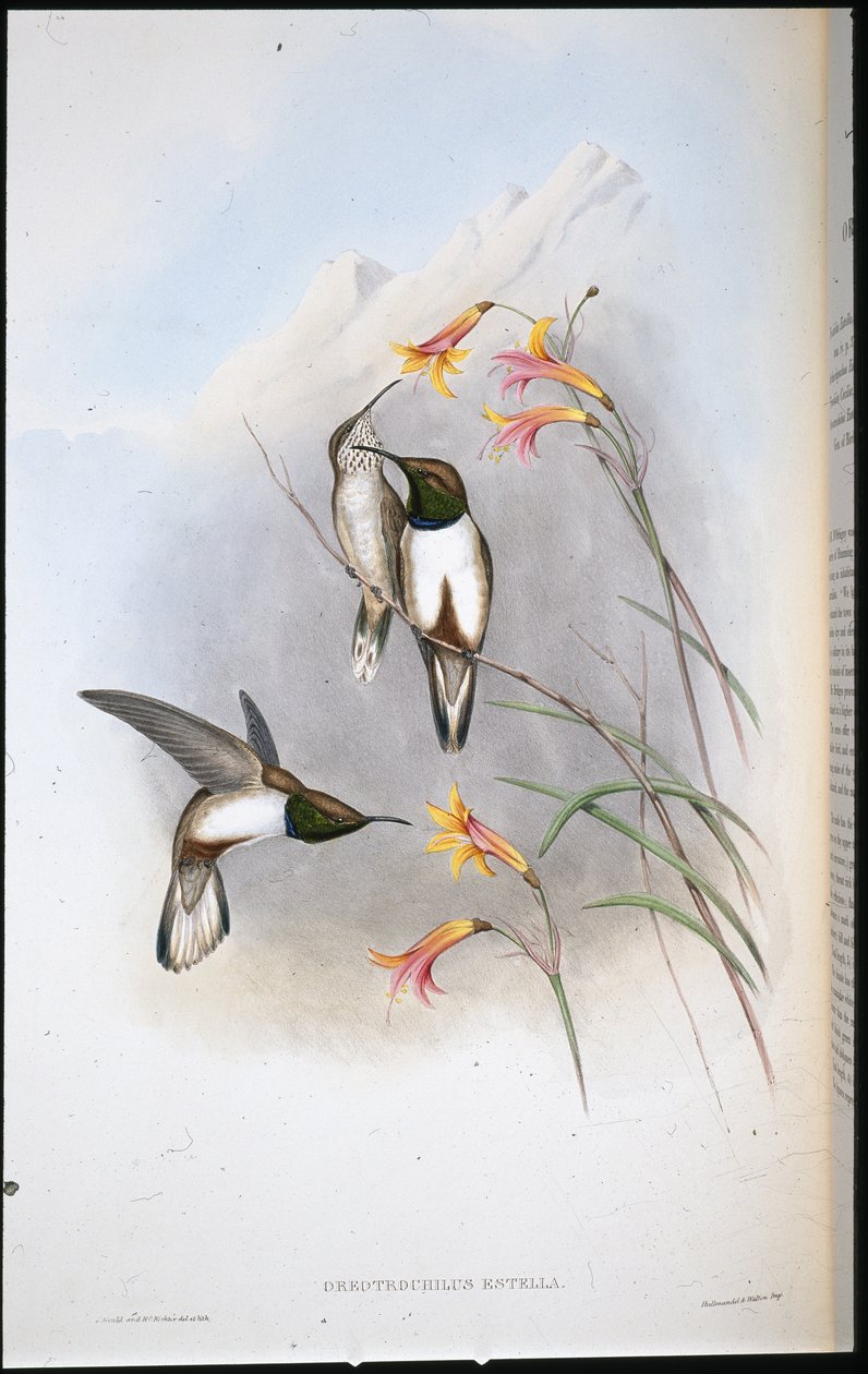 Colibri étoile de colline d