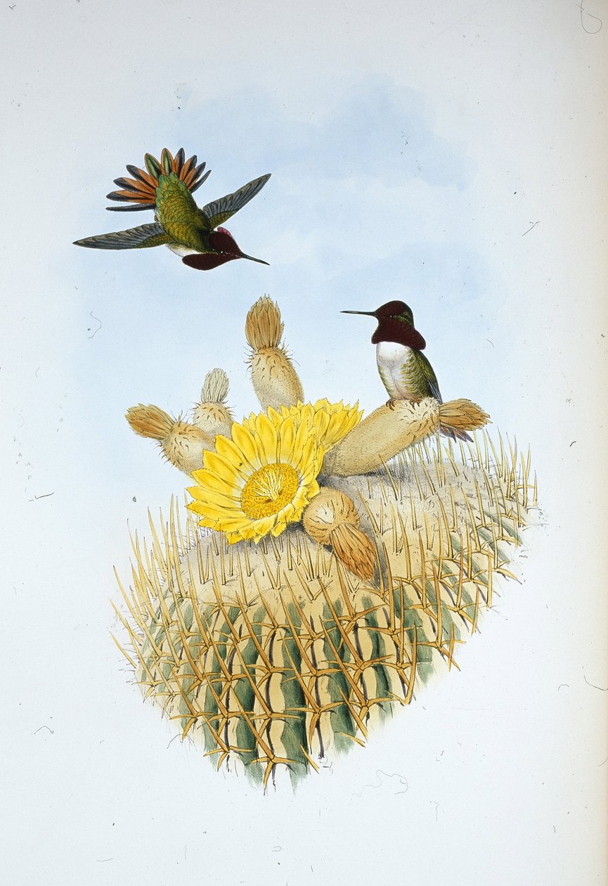 Porte-flamme de Floresi (Selasphorus floresii) - John (after) Gould