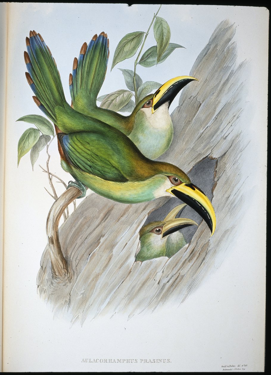Toucan à bec rainuré vert doré - John (after) Gould