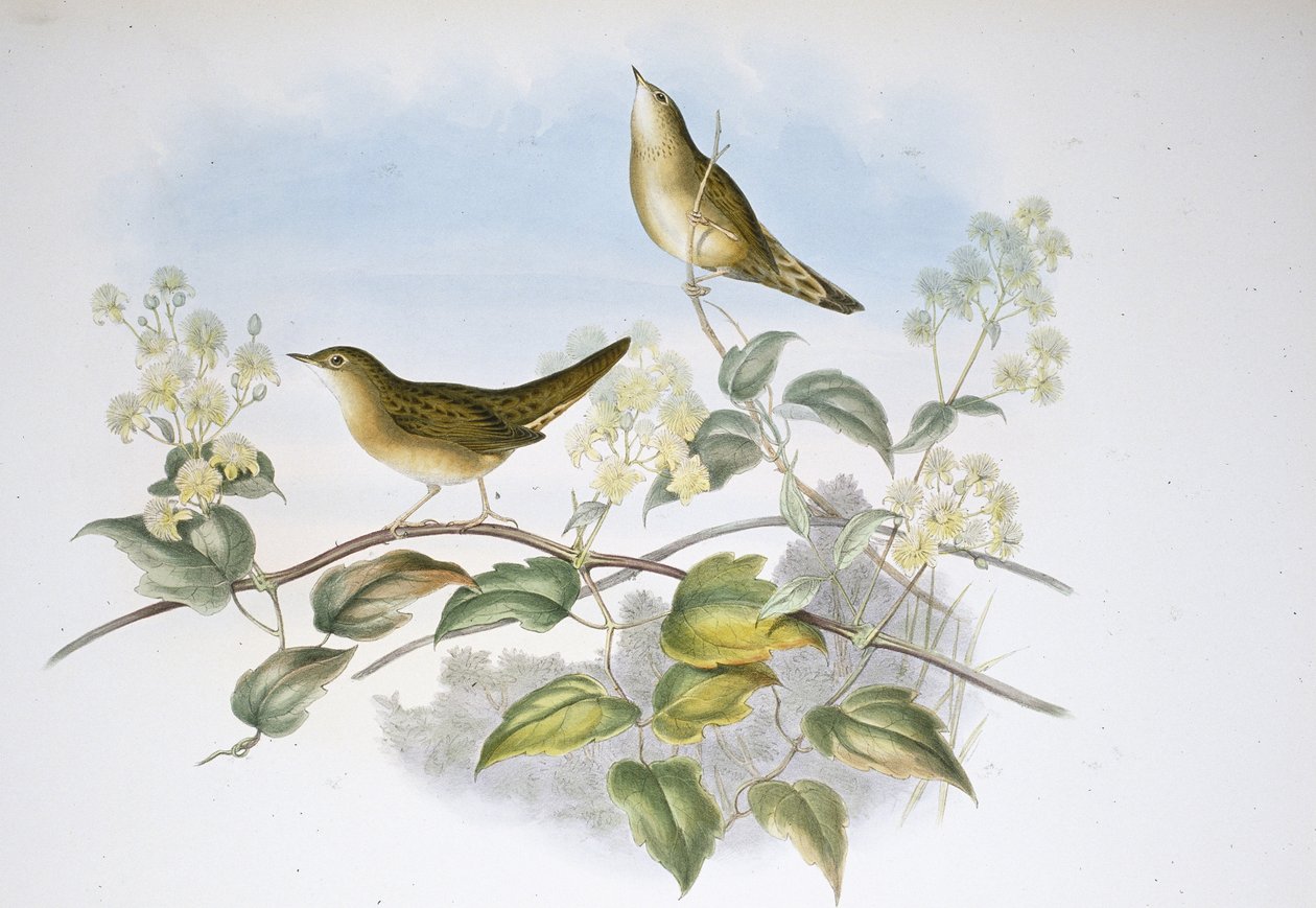 Locustelle tachetée (Locustella Auicula) - John (after) Gould