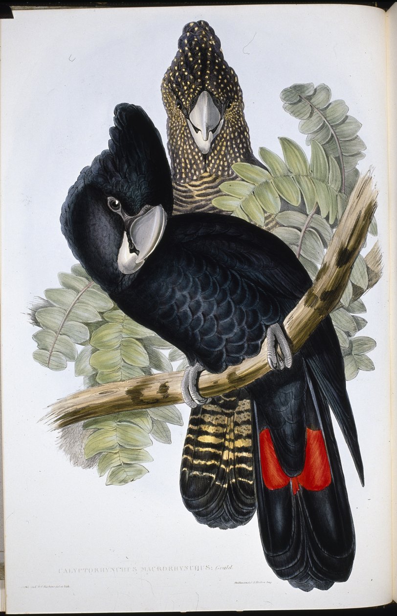 Grand cacatoès noir (Calyptorhynchus Macrorhynchus) - John (after) Gould