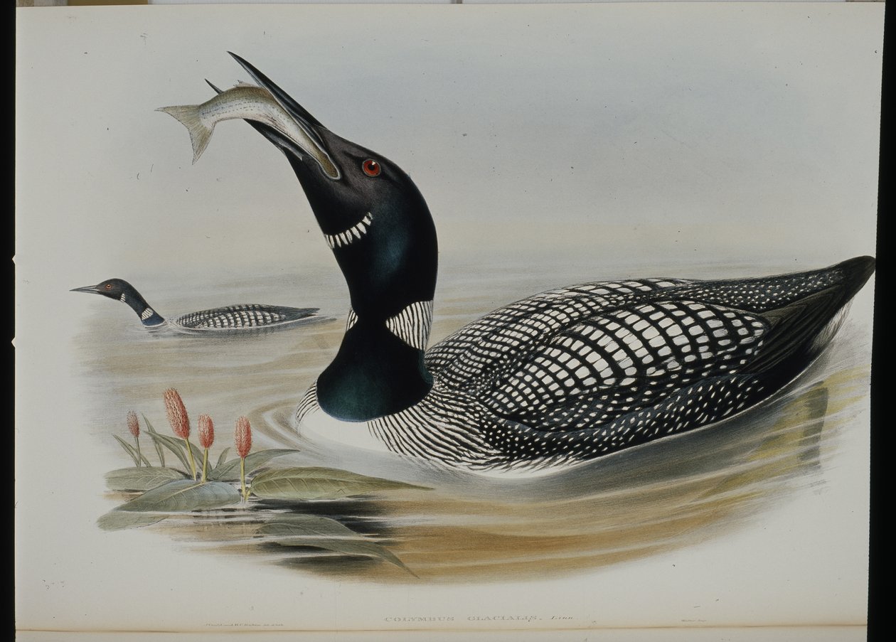 Plongeon imbrin - John (after) Gould