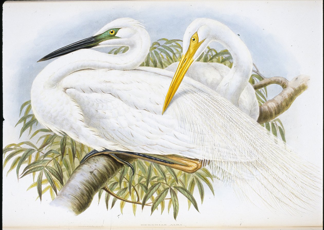 Grande aigrette (Herodias Alba) - John (after) Gould