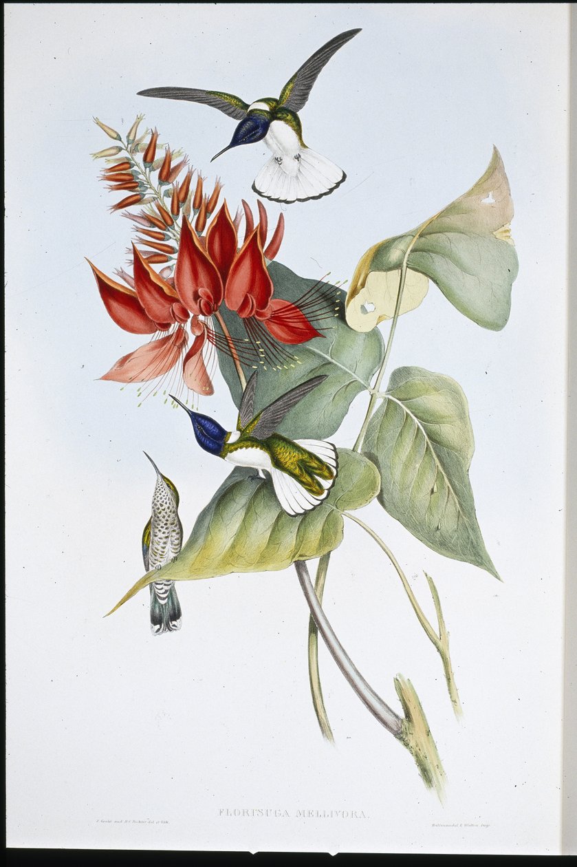 Jacobin - John (after) Gould