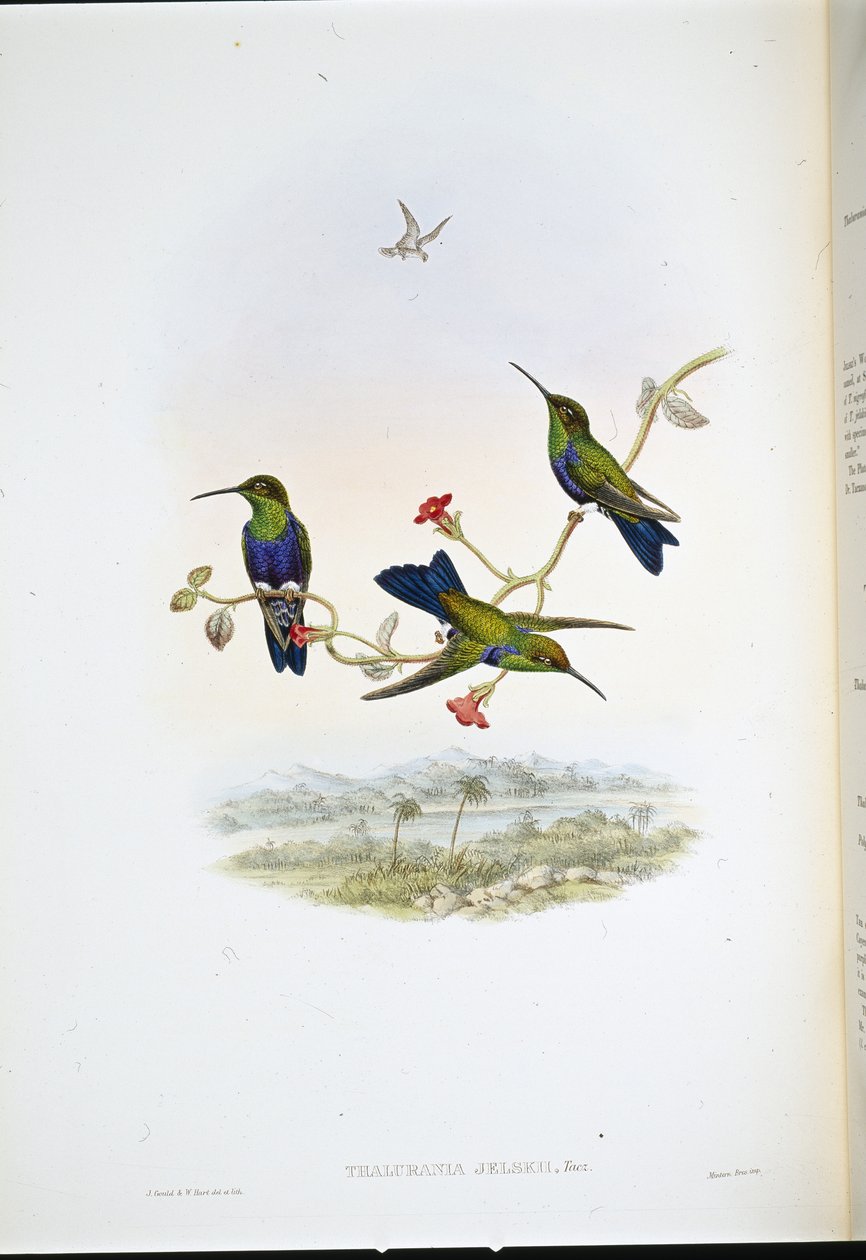 Nymphe des bois de Jelski - John (after) Gould