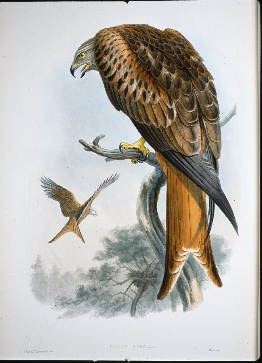 Milan royal (Milvus Regalis) - John (after) Gould