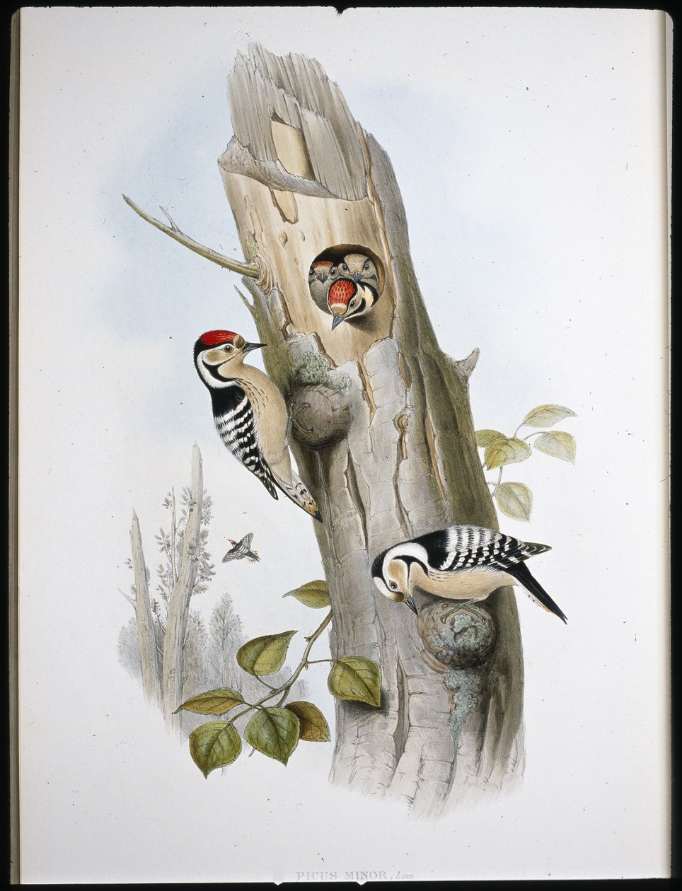 Pic épeichette - John (after) Gould