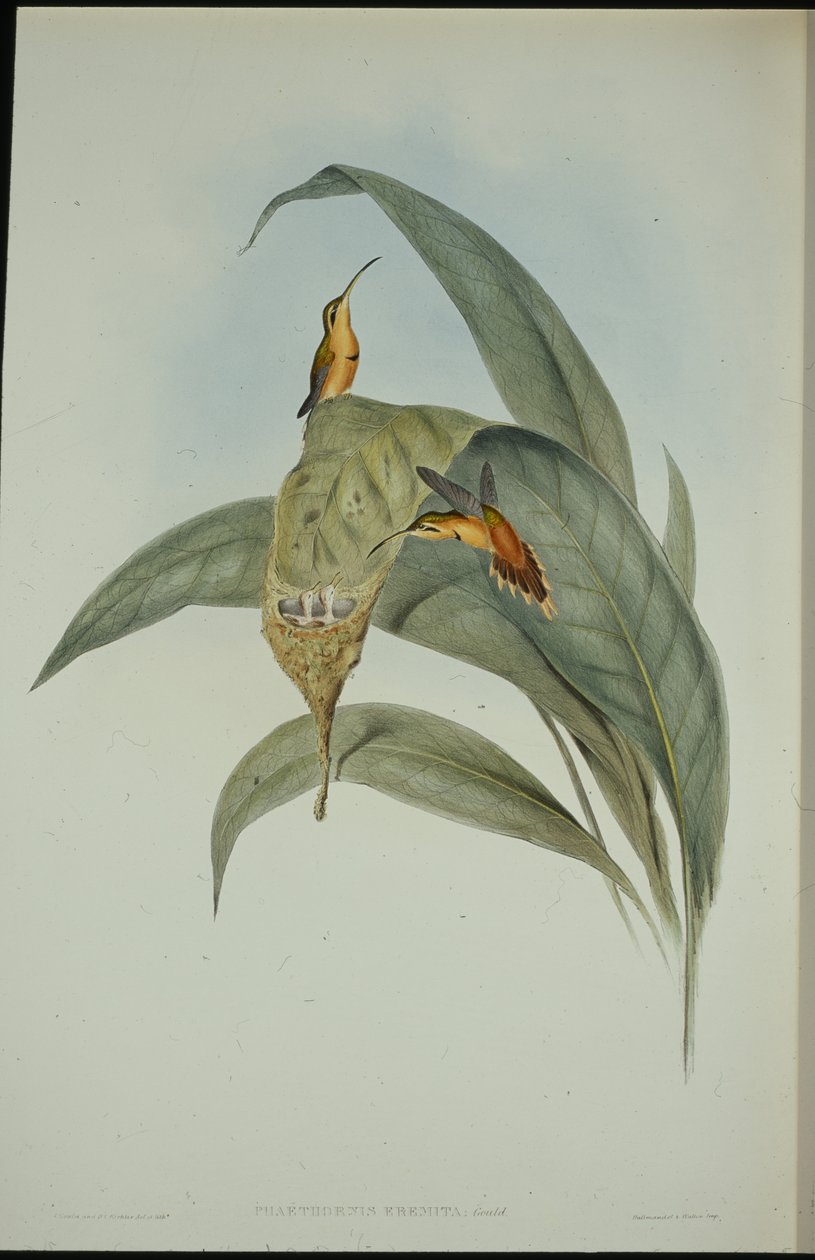 Petit ermite - John (after) Gould