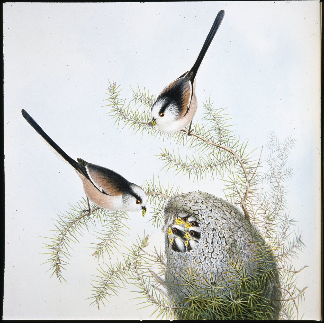 Mésange à longue queue - John (after) Gould