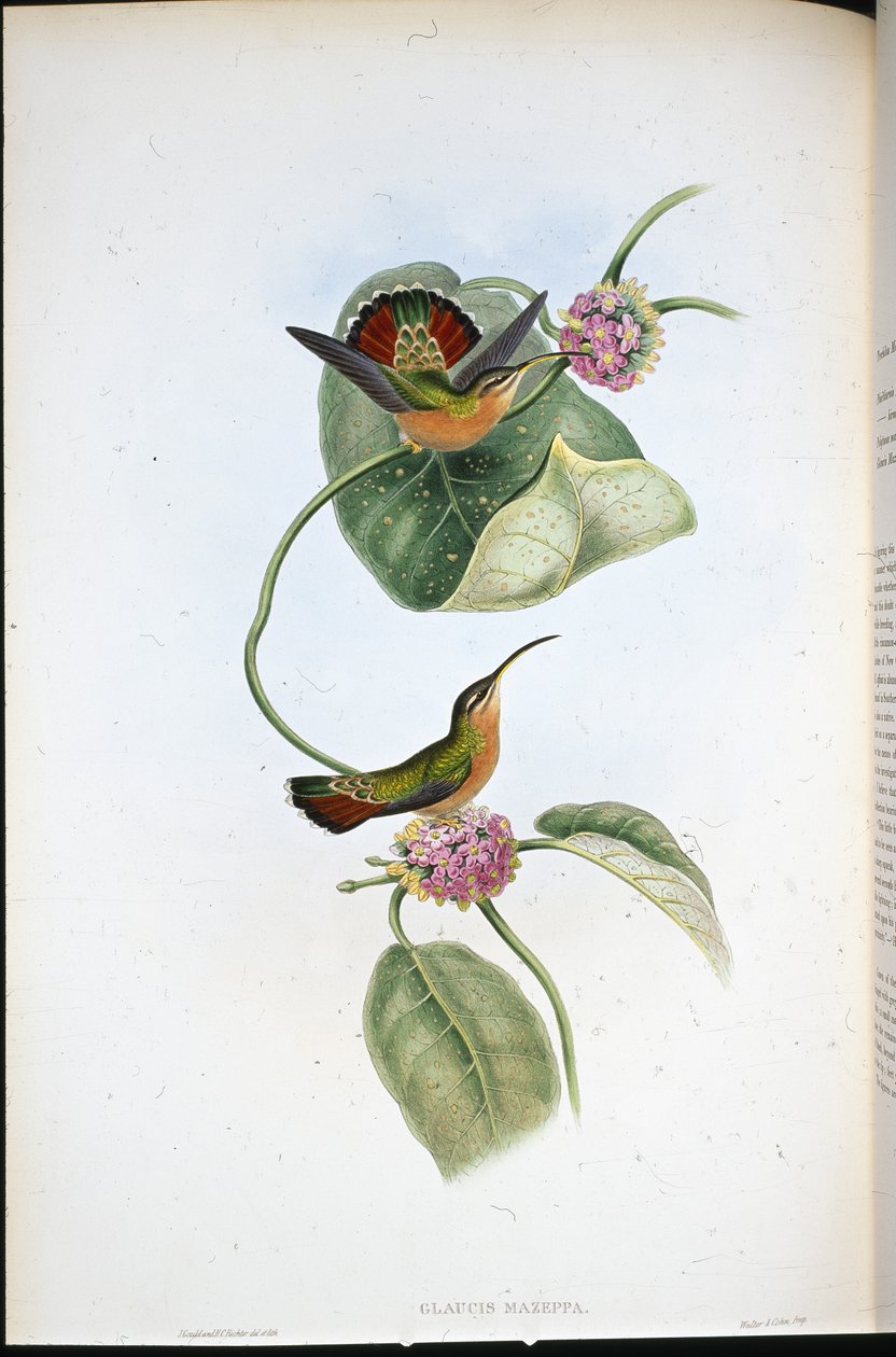 Ermite de Mazeppa (Glaucis Mazeppa) - John (after) Gould