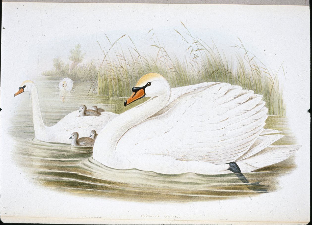 Cygne muet (Cygnus Olor) - John (after) Gould